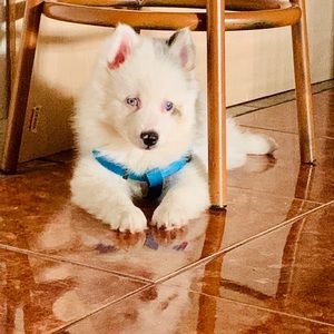 Meet your Posher, Bajan